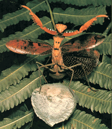 Praying Mantis Protecting Her Eggs