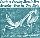 Fierce Praying Mantis Eats Anything